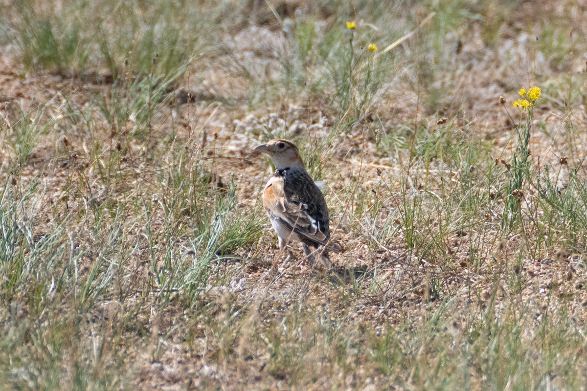 Mongolian Lark - ML620911949