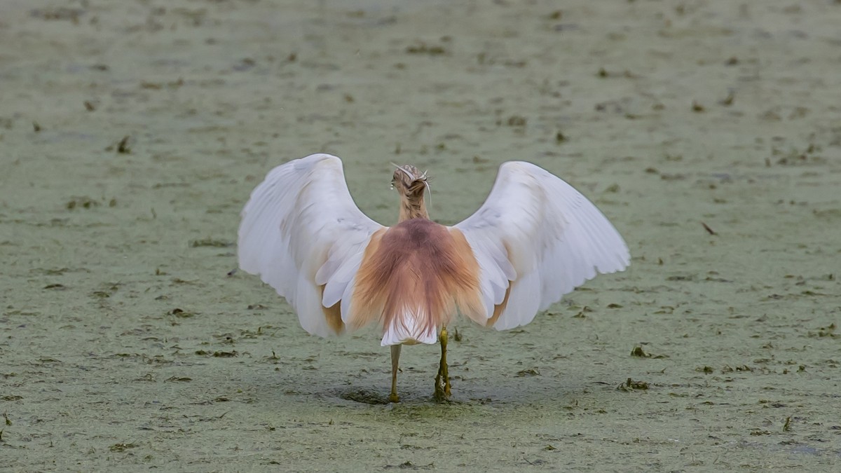 Squacco Heron - Milan Martic