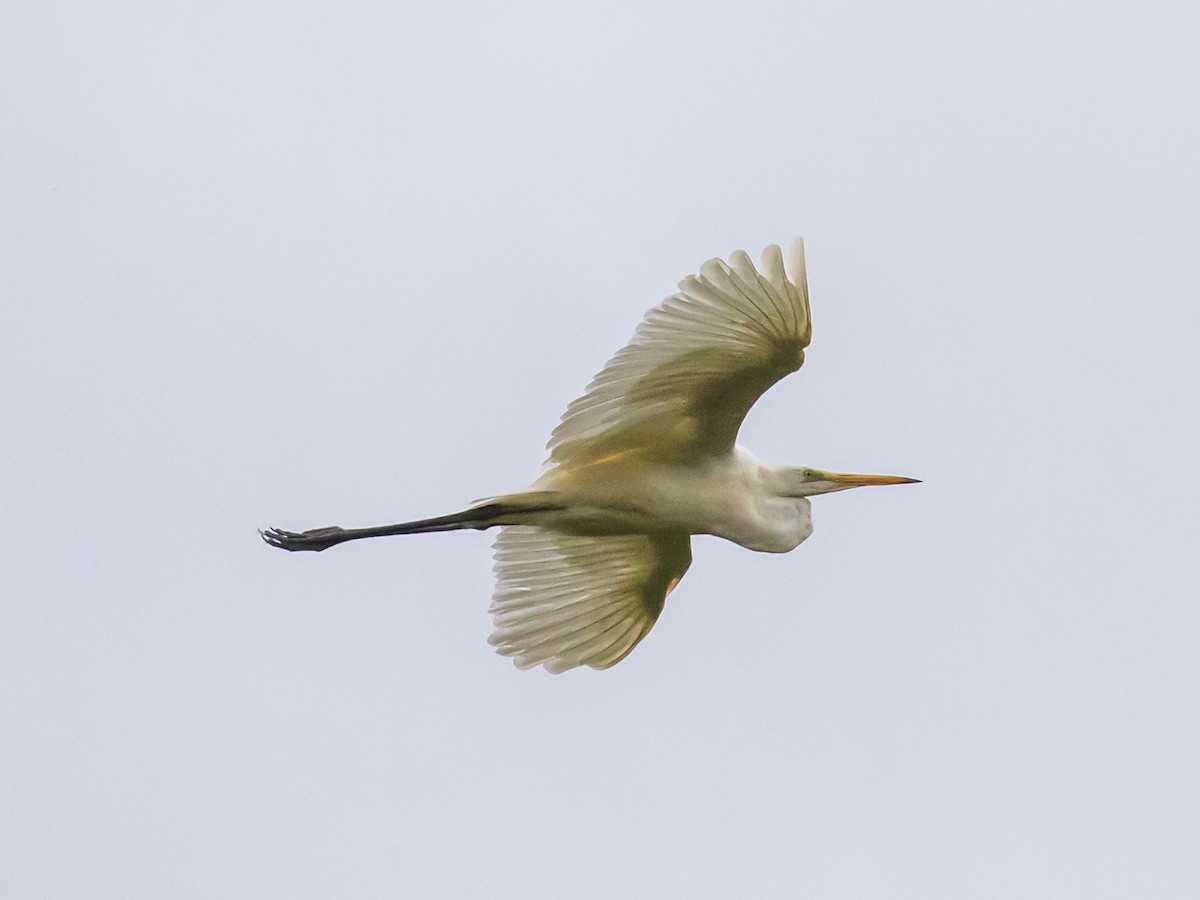 Great Egret - ML620911963