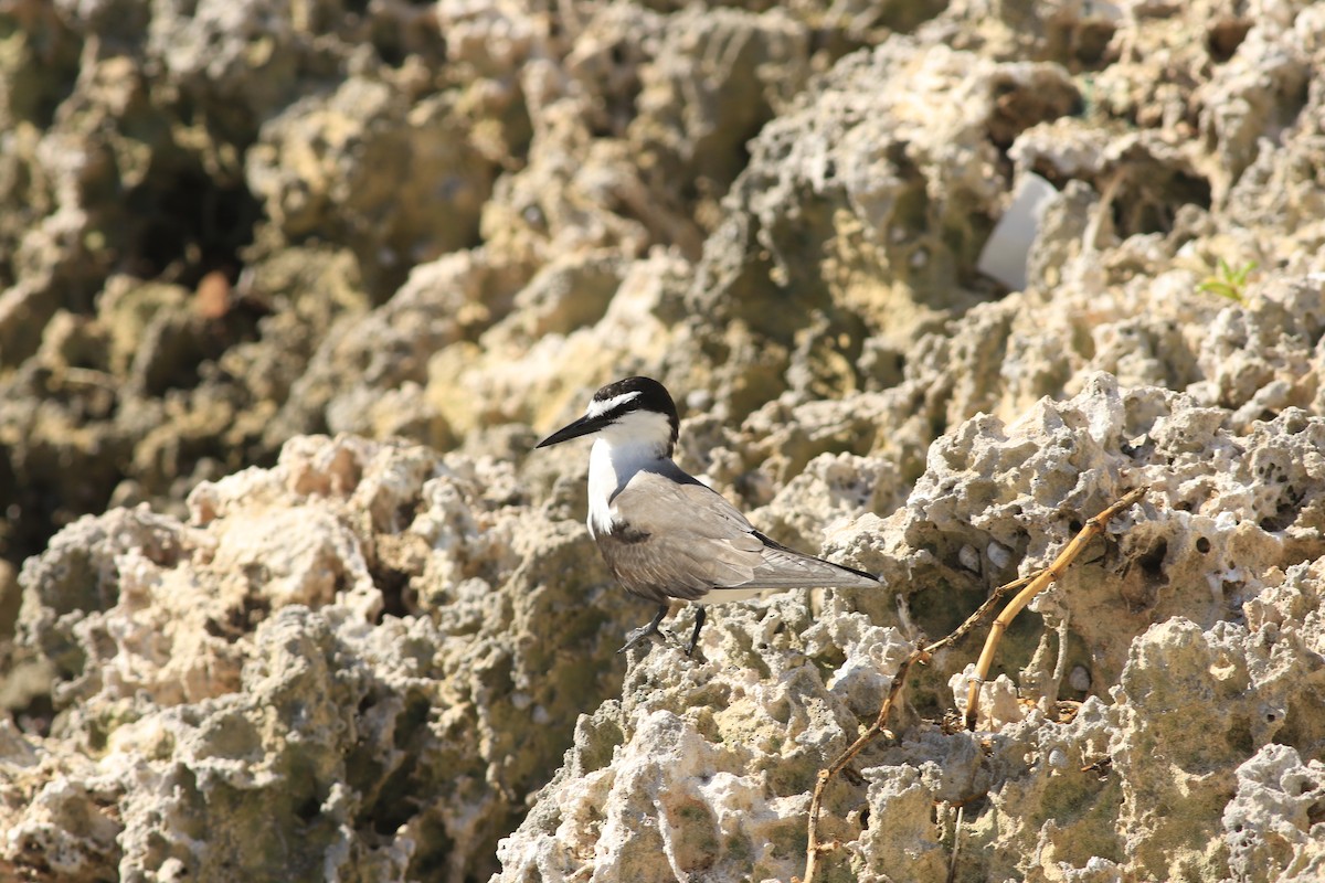 Bridled Tern - ML620911966