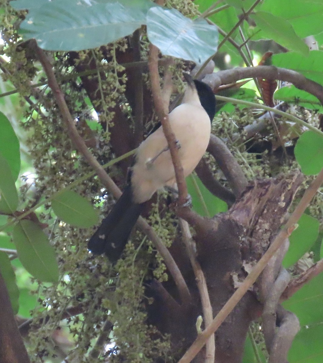 Tropical Boubou - ML620911967