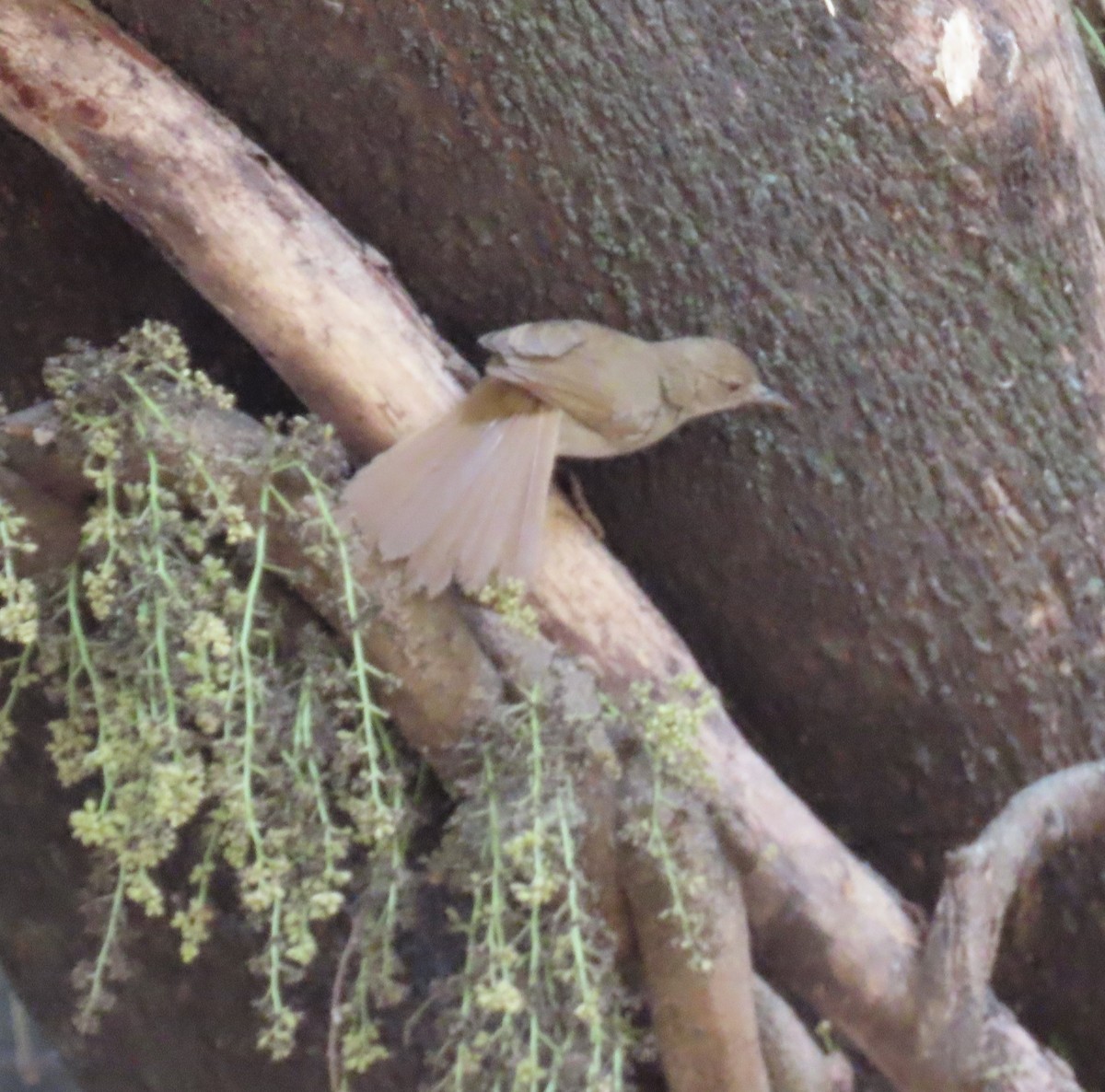 Terrestrial Brownbul - ML620911969