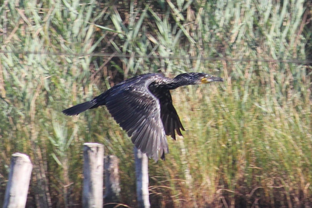 Great Cormorant - ML620911970