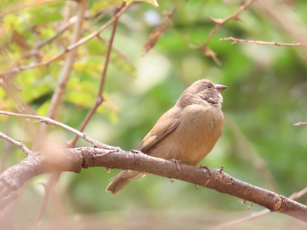 Red-billed Firefinch - ML620911972