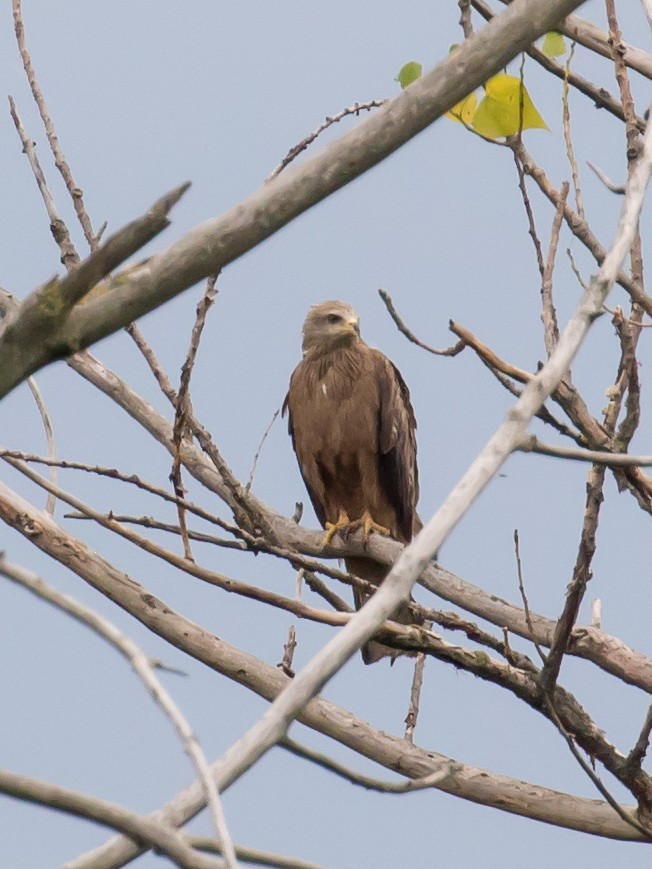 Black Kite - ML620911975