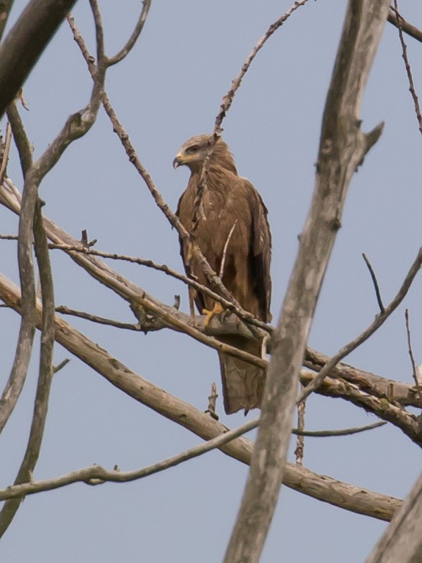 Black Kite - ML620911977