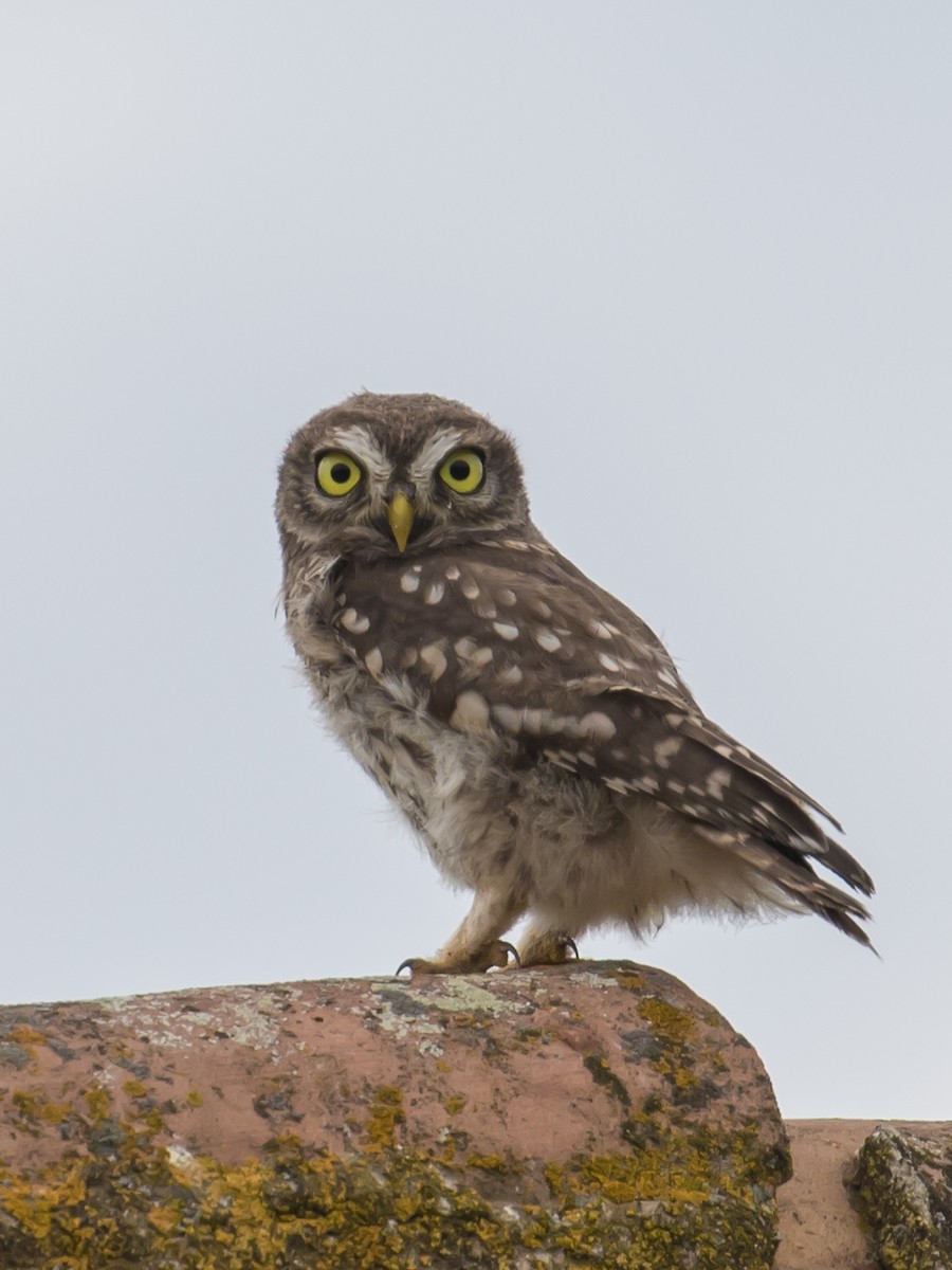 Little Owl - ML620911983