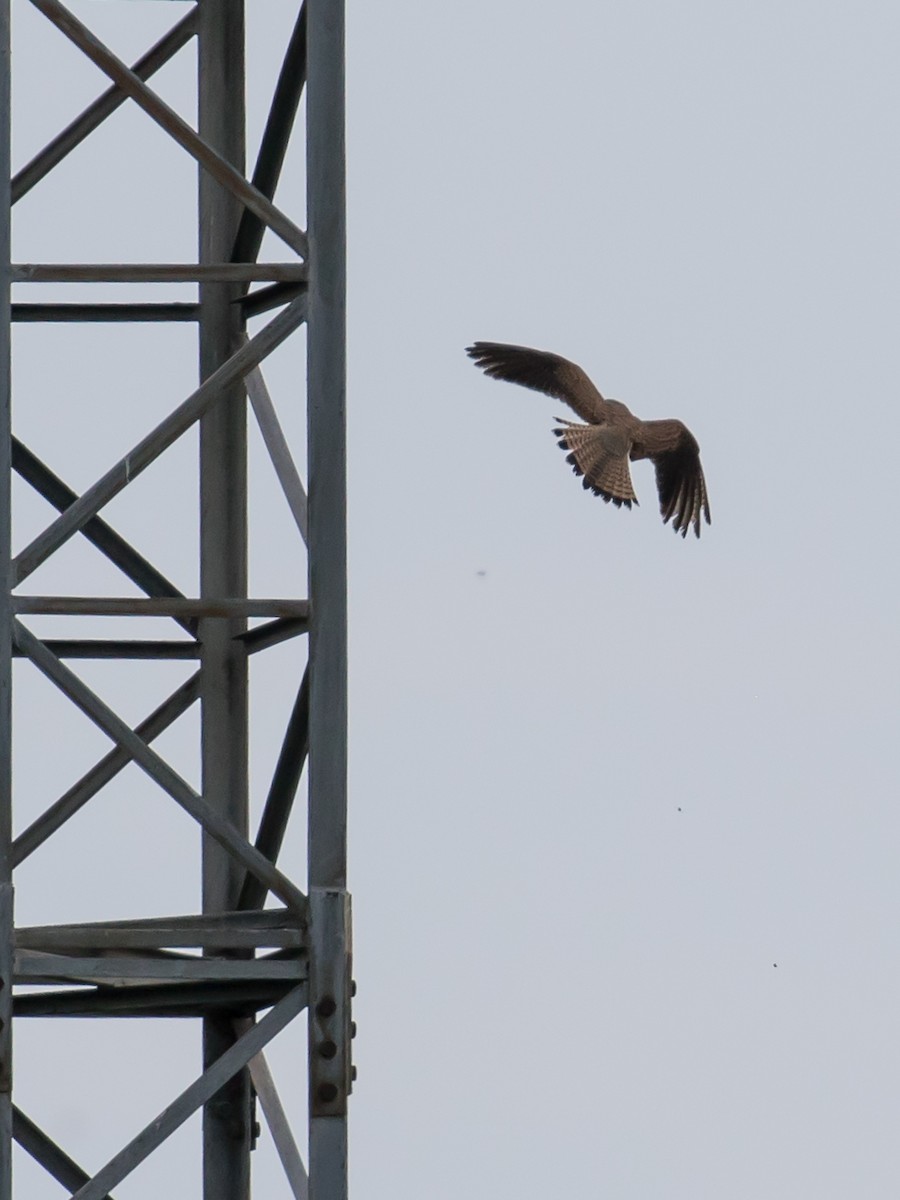 Eurasian Kestrel - Milan Martic