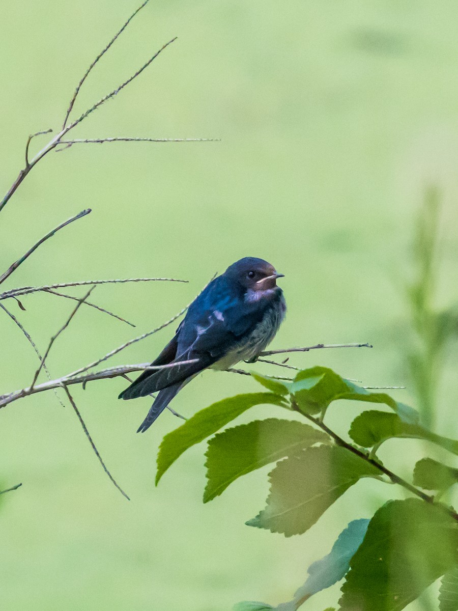 Barn Swallow - ML620911988