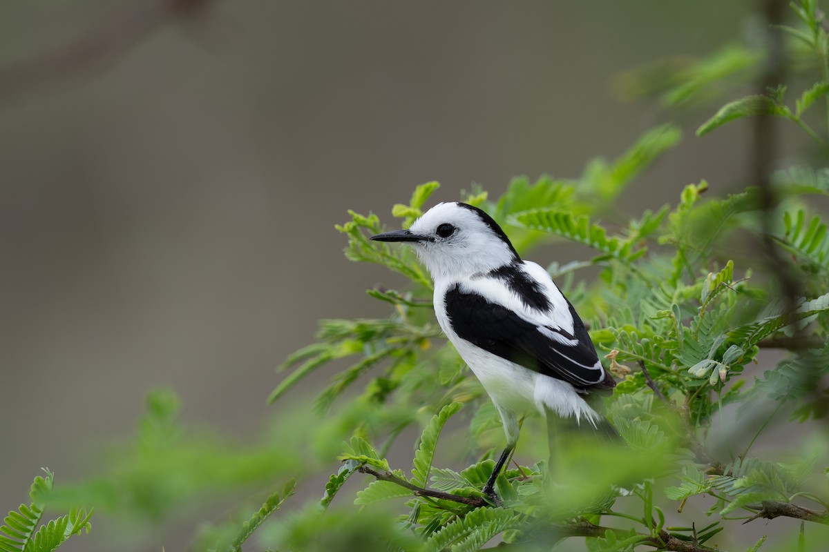 Pied Water-Tyrant - ML620911992