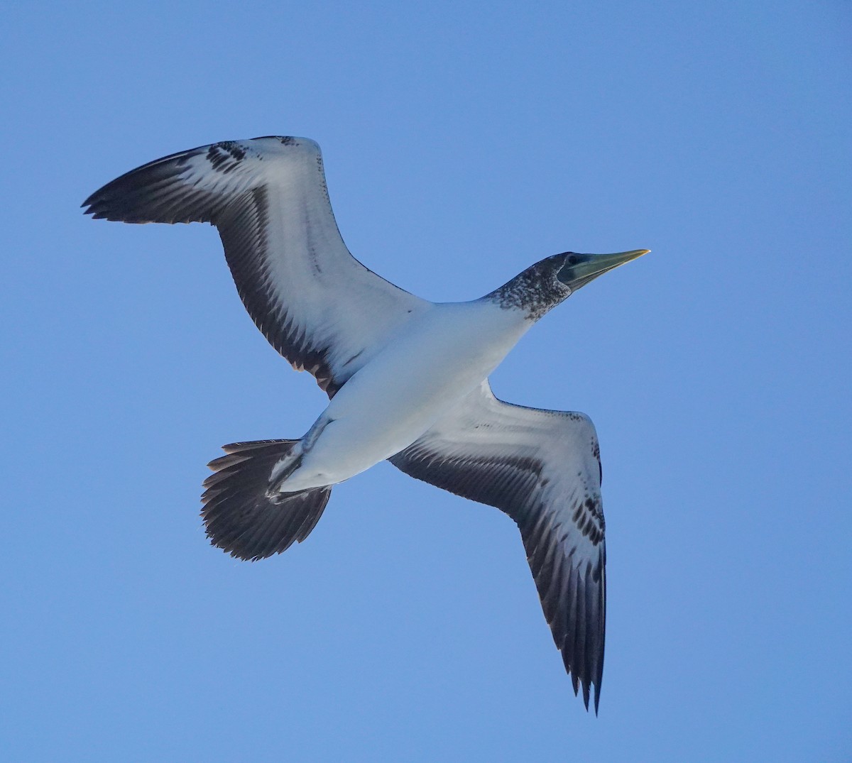 Masked Booby - ML620911995