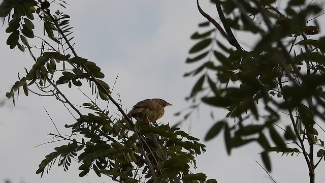 Jungle Babbler - ML620911997