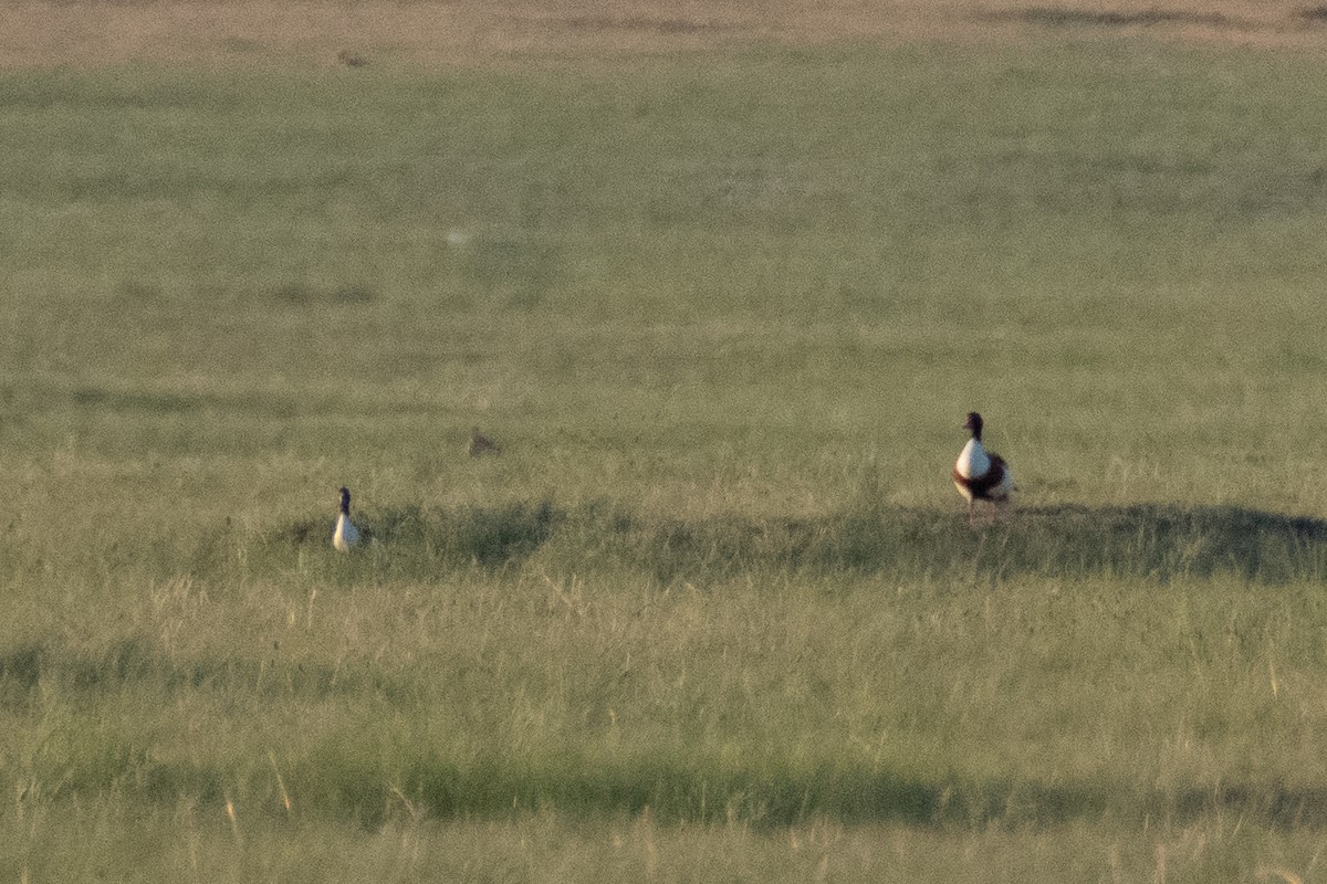 Common Shelduck - ML620912001