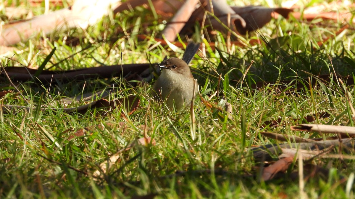 Superb Fairywren - ML620912006