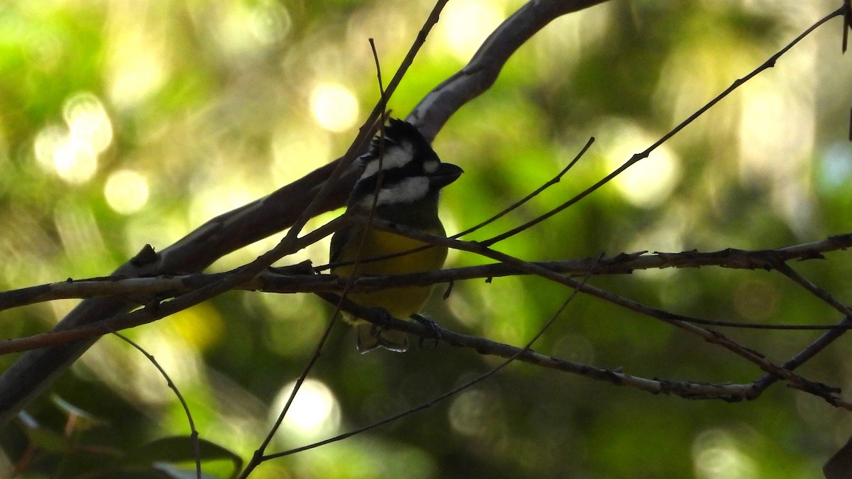 Eastern Shrike-tit - ML620912008