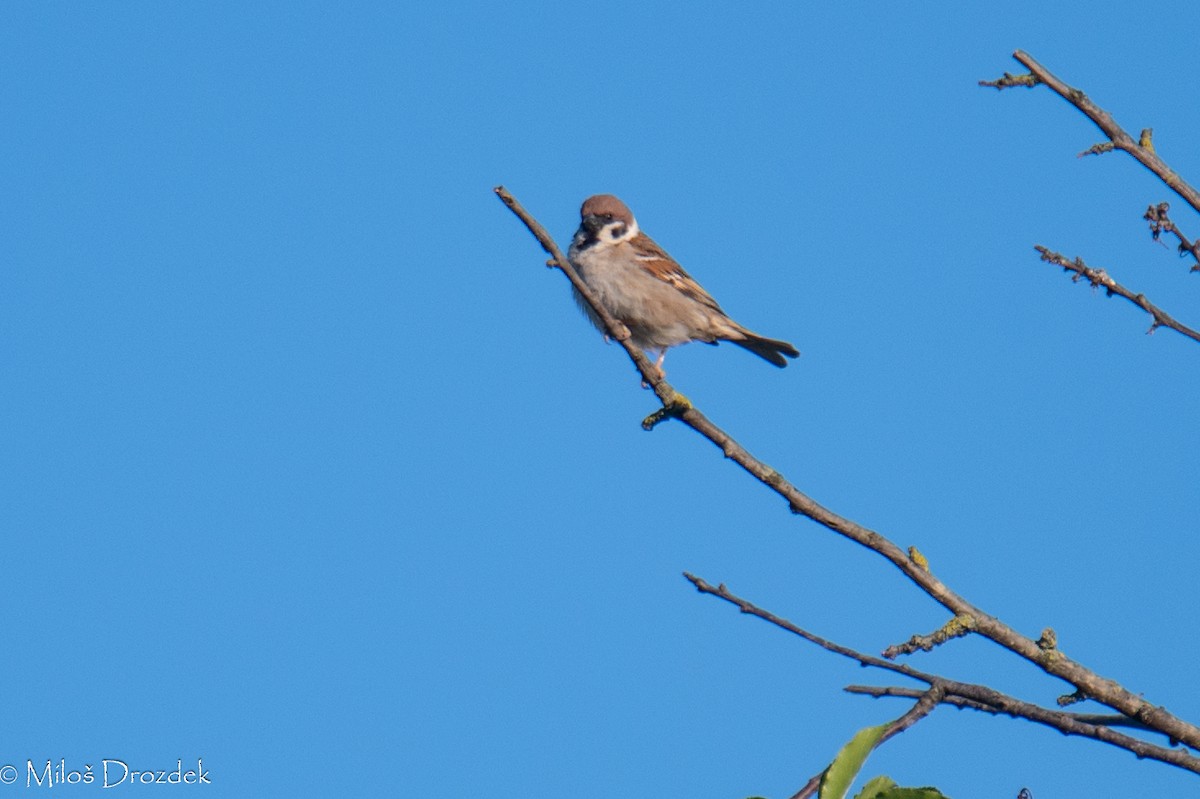 Eurasian Tree Sparrow - ML620912011