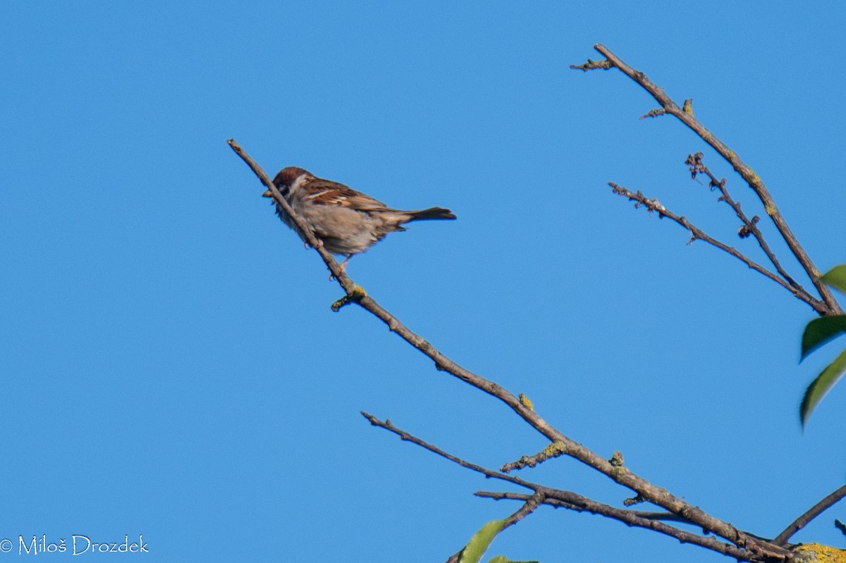 Eurasian Tree Sparrow - ML620912012