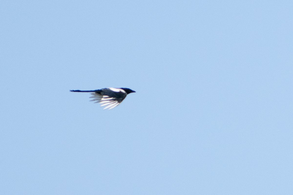 Eurasian Magpie - ML620912014