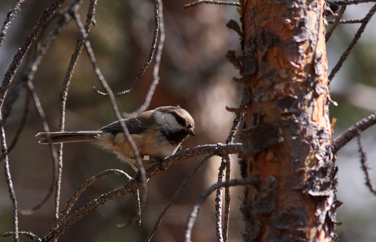 Gray-headed Chickadee - ML620912015