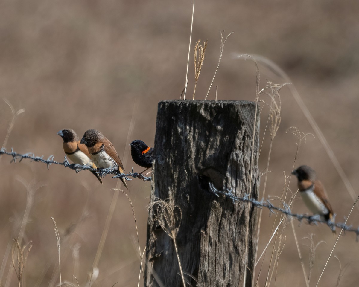 Chestnut-breasted Munia - ML620912026