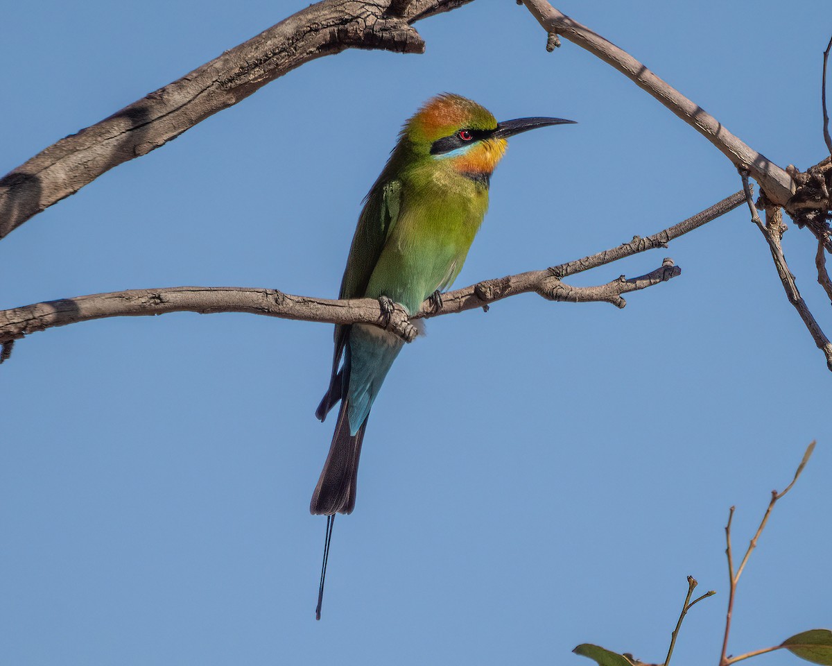 Rainbow Bee-eater - ML620912028