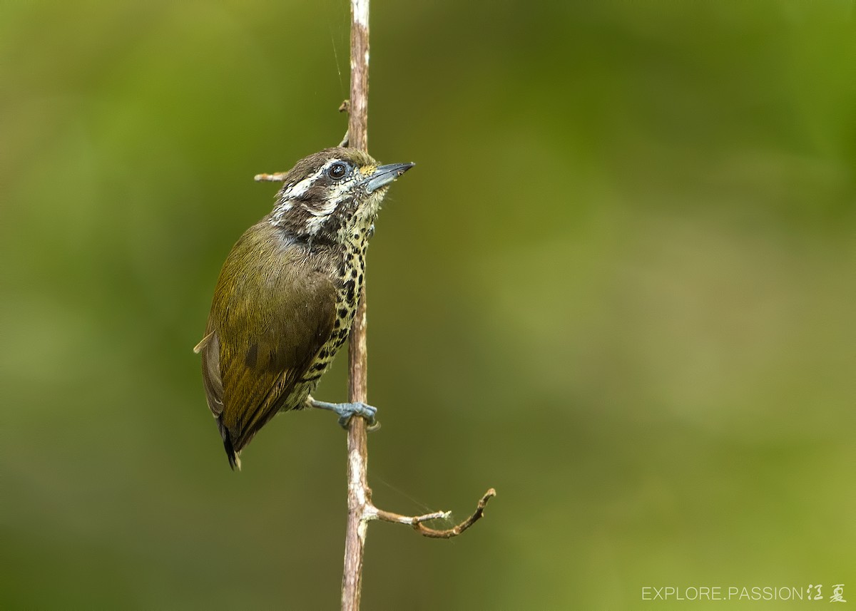 Speckled Piculet - ML620912031