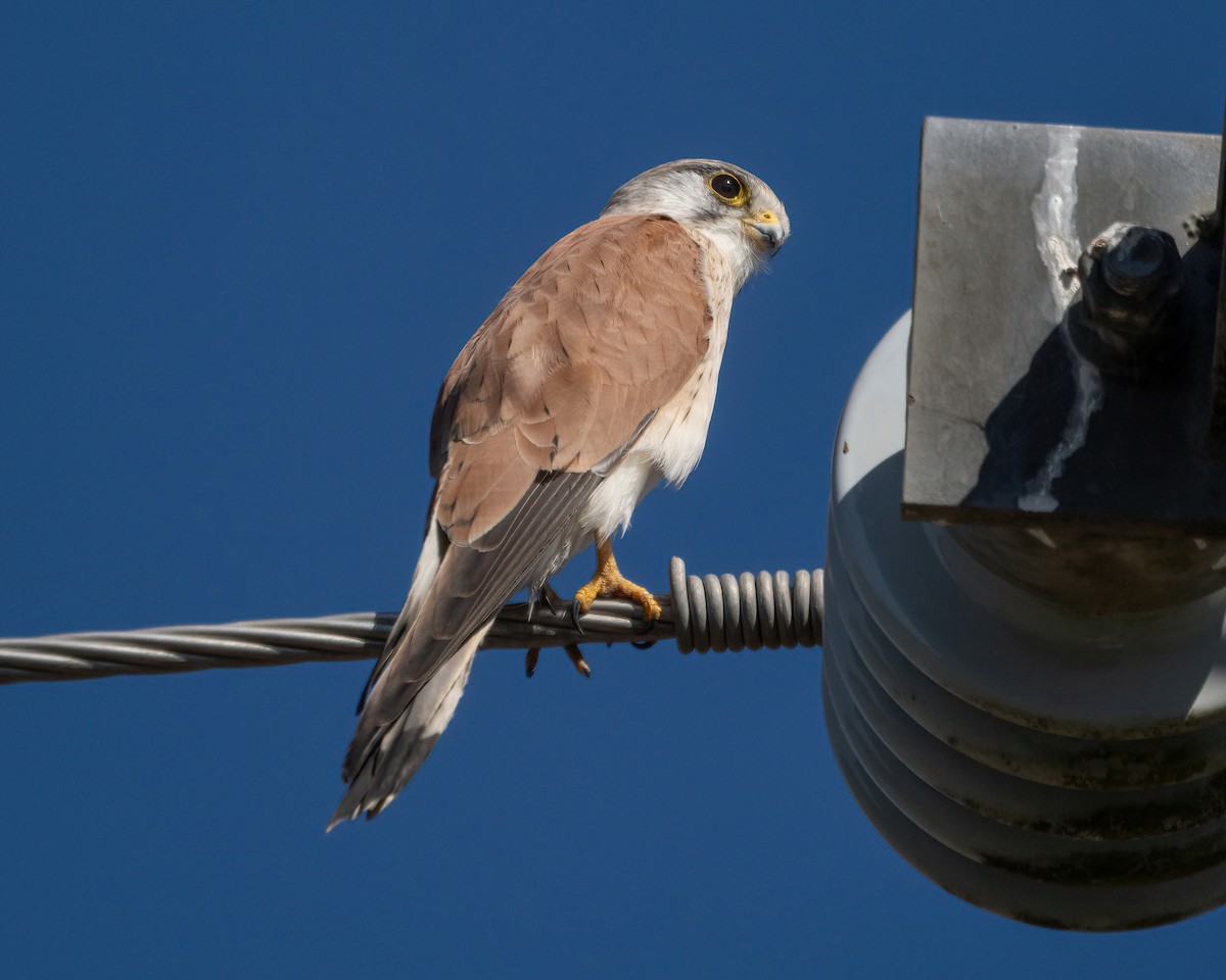 Nankeen Kestrel - ML620912034