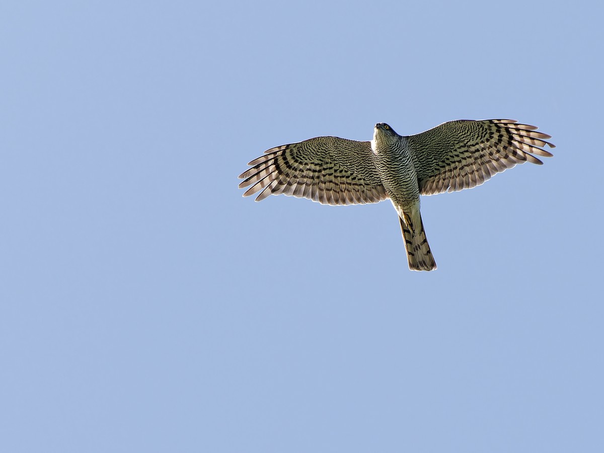 Eurasian Sparrowhawk - ML620912035