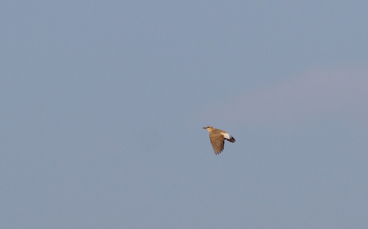 Isabelline Wheatear - ML620912037