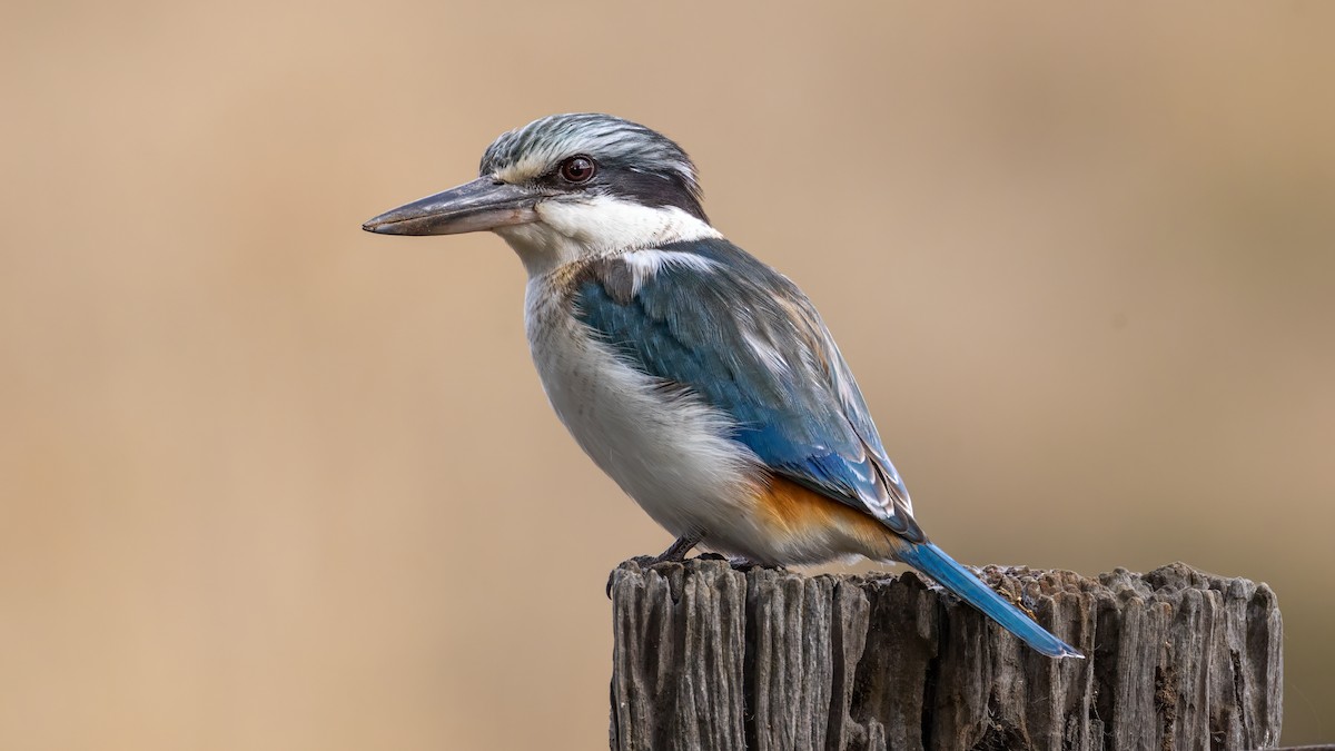Red-backed Kingfisher - ML620912039