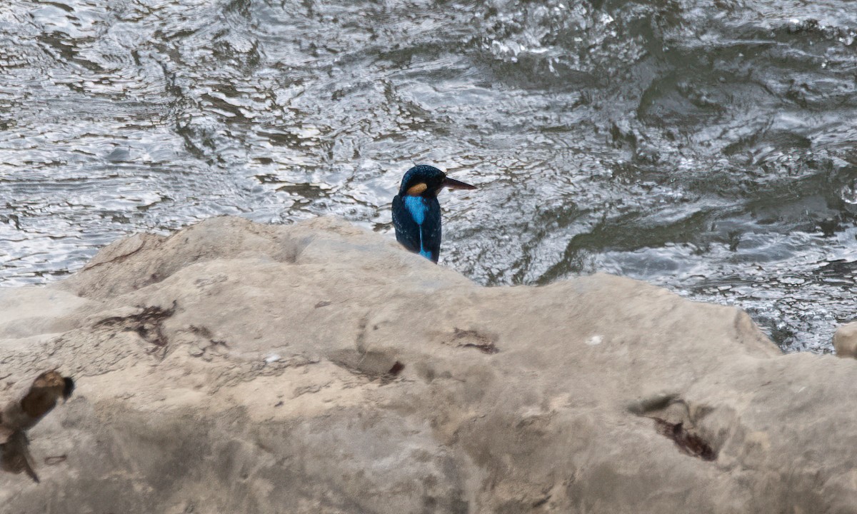 Indigo-banded Kingfisher - ML620912044