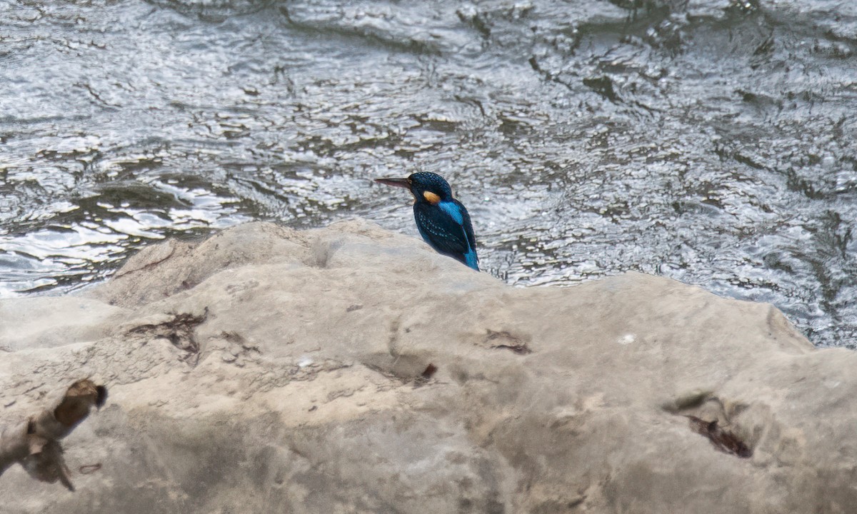 Indigo-banded Kingfisher - ML620912045