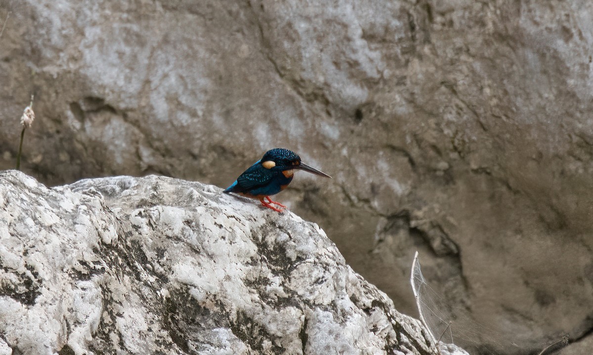 Indigo-banded Kingfisher - ML620912046