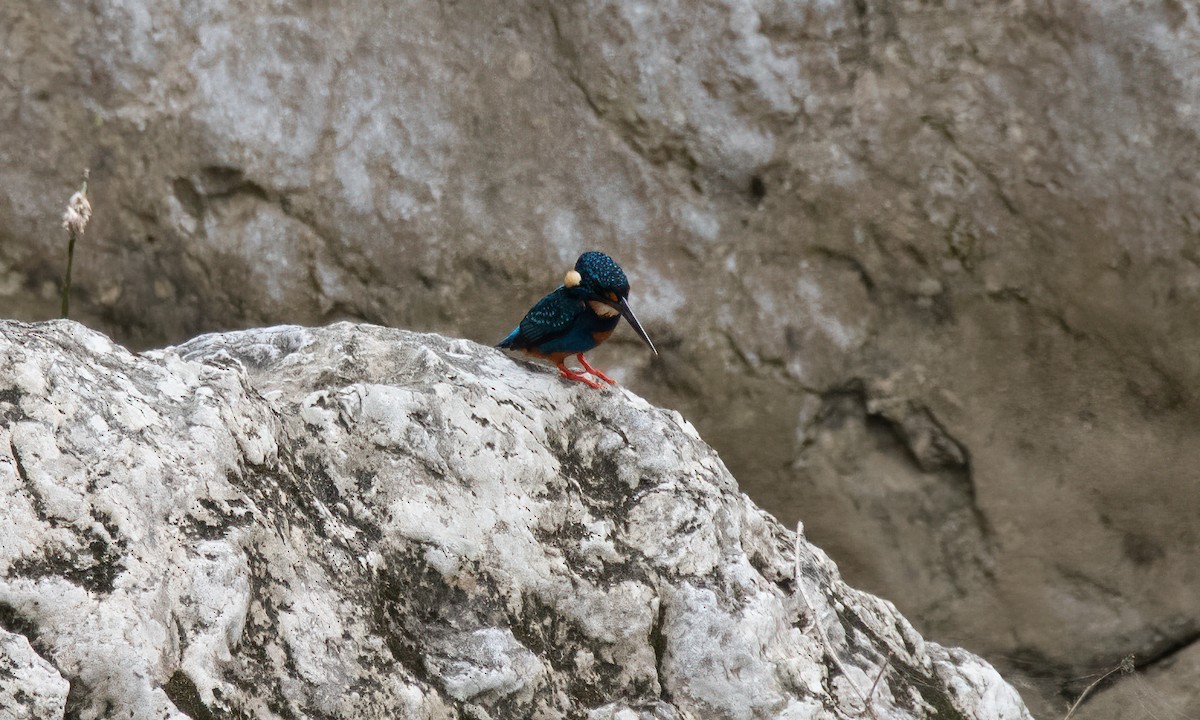 Indigo-banded Kingfisher - ML620912047