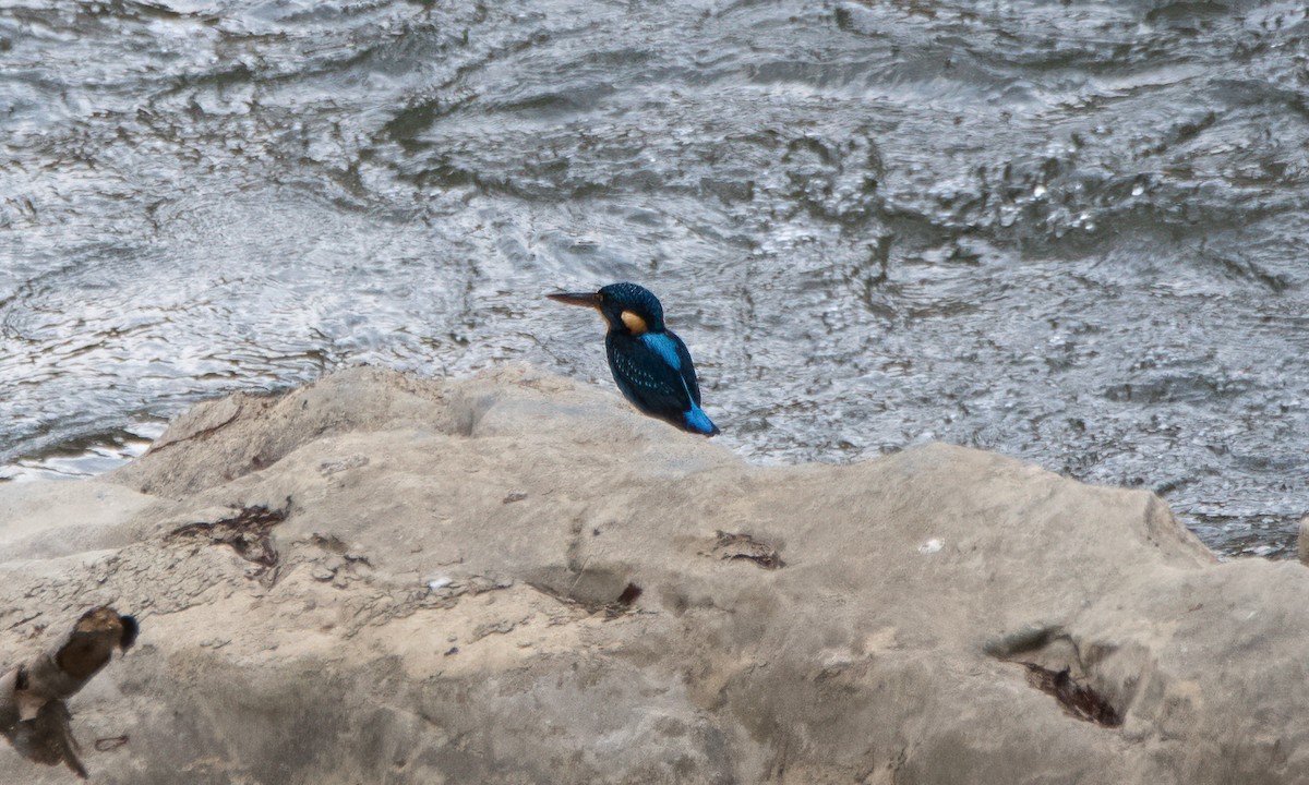 Indigo-banded Kingfisher - ML620912048