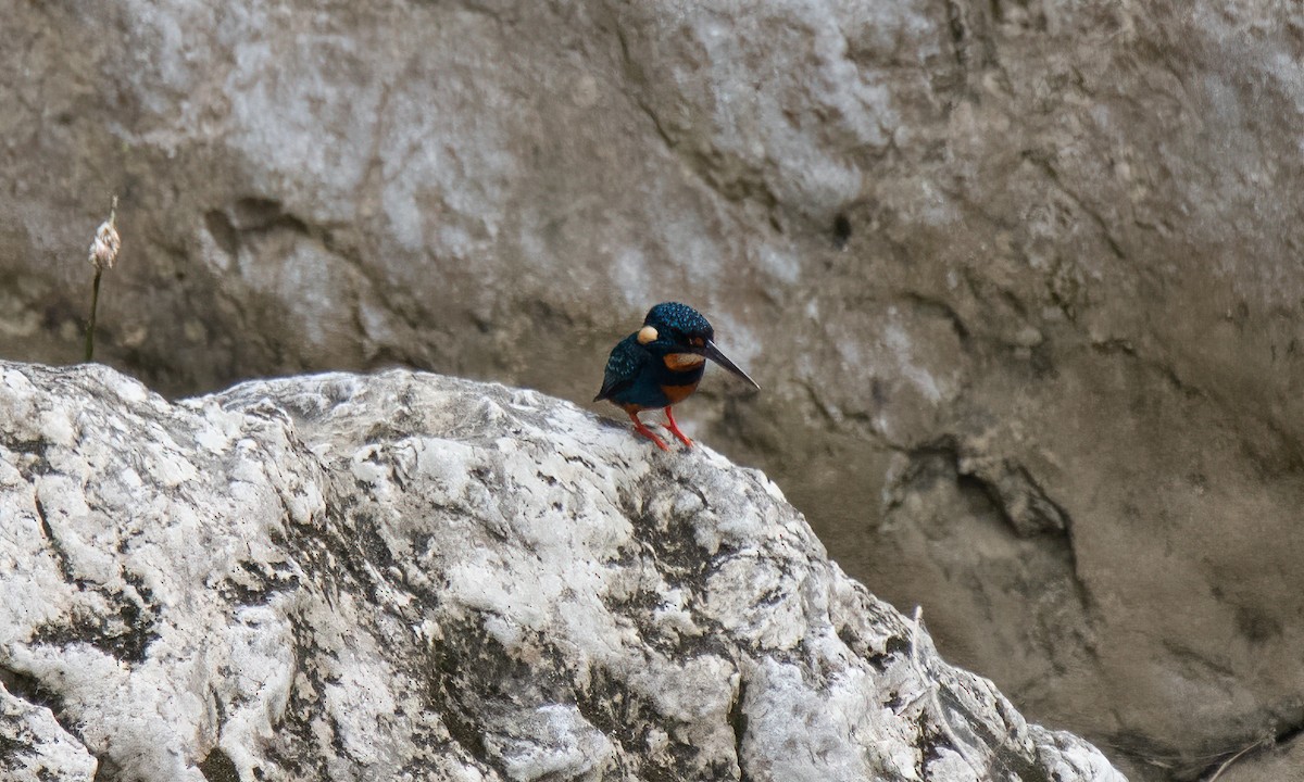 Indigo-banded Kingfisher - ML620912050