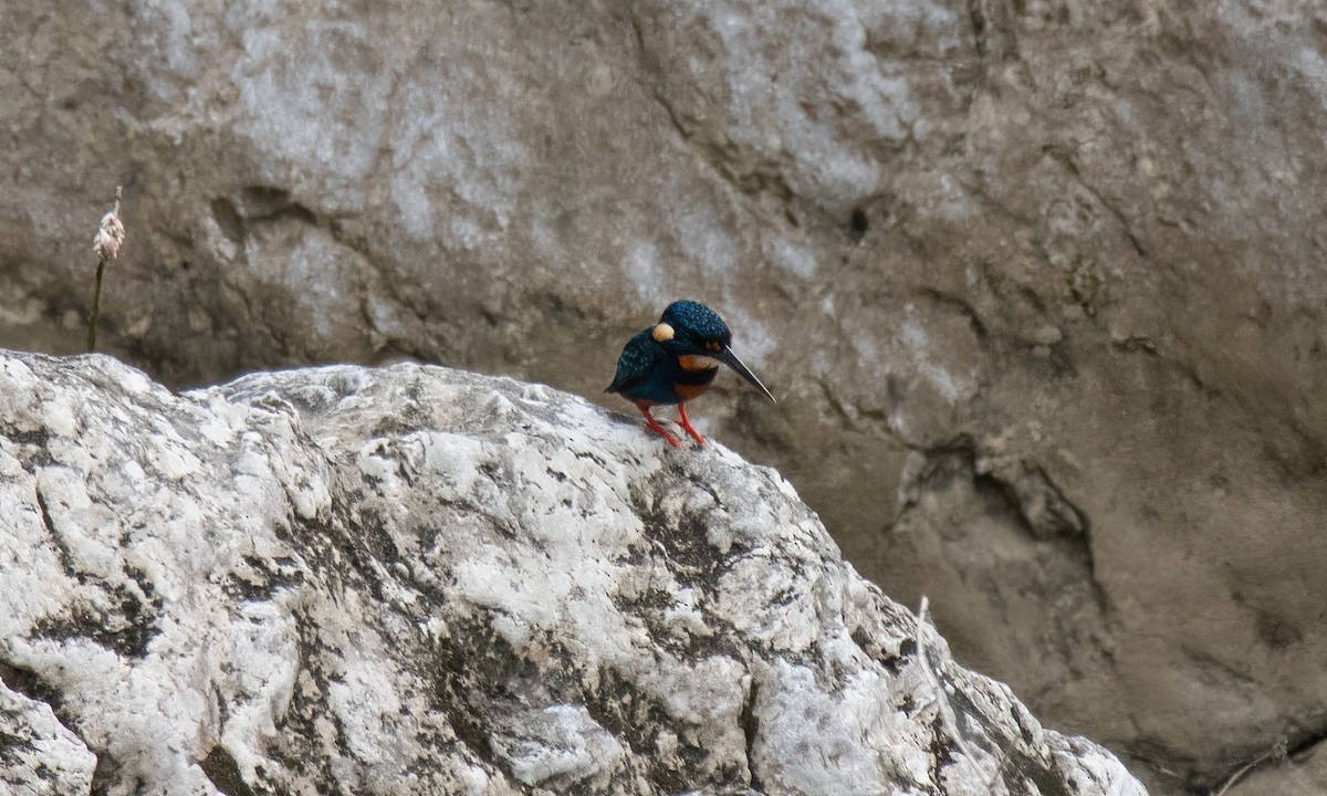 Indigo-banded Kingfisher - ML620912051