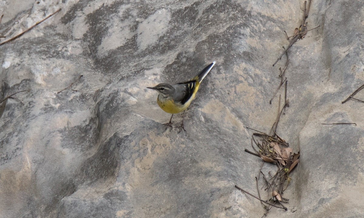 Gray Wagtail - ML620912055