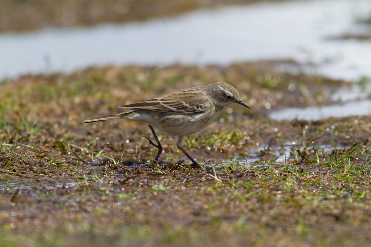 Water Pipit - ML620912064