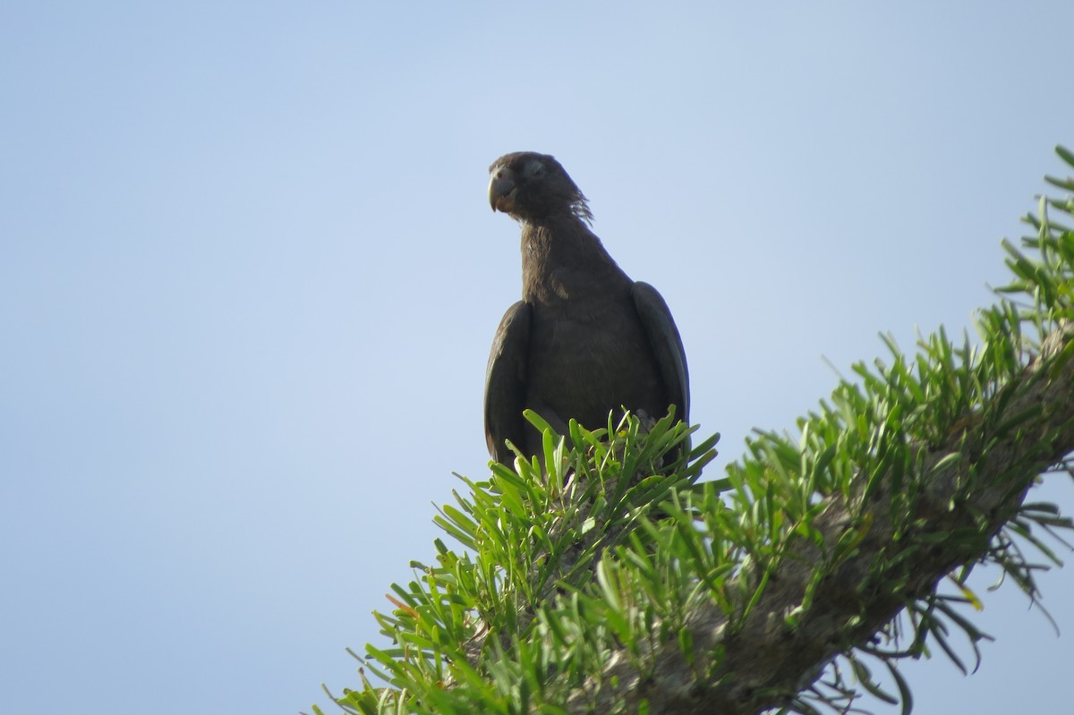 コクロインコ - ML620912066