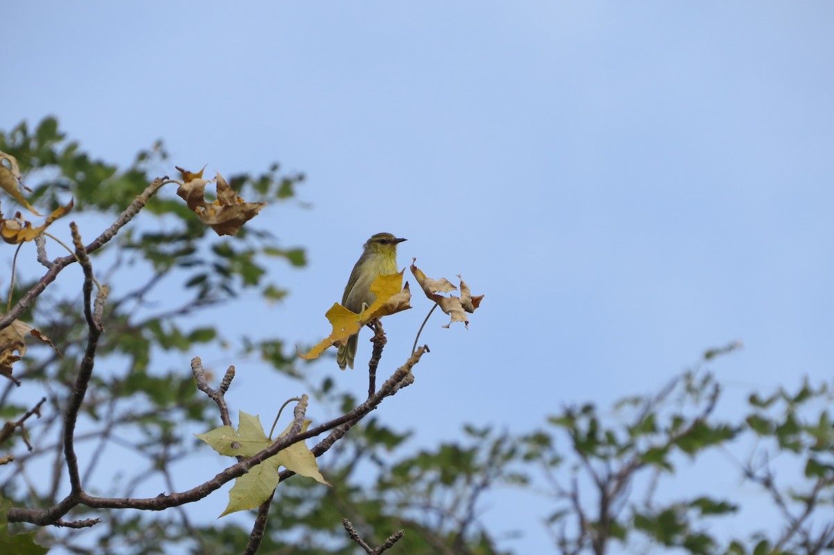 Stripe-throated Jery (Subdesert) - ML620912074