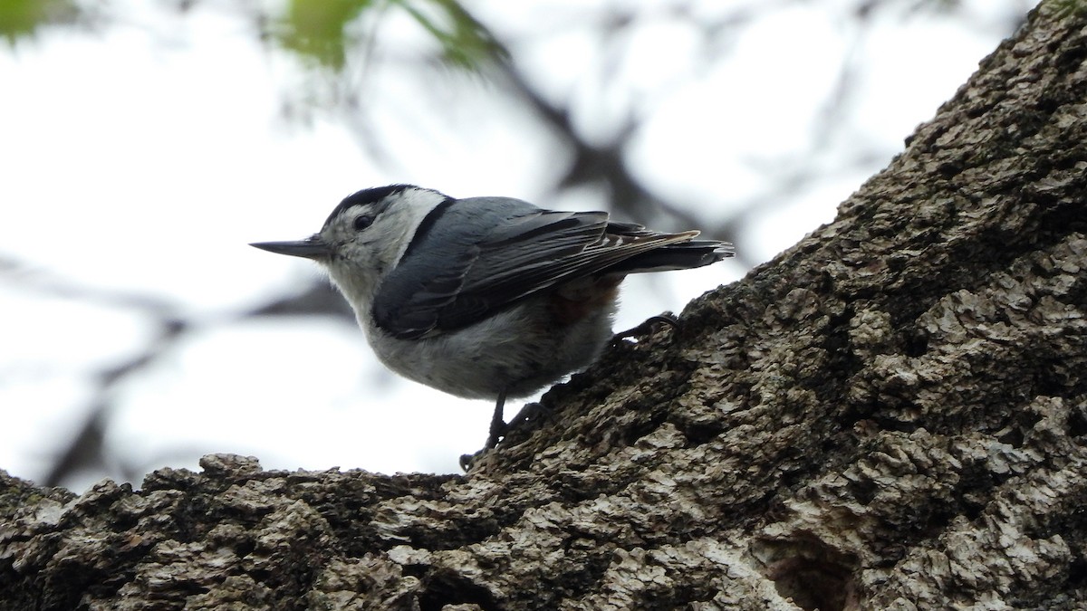 White-breasted Nuthatch - ML620912076