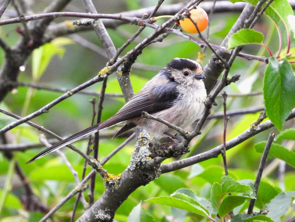 Long-tailed Tit - ML620912081