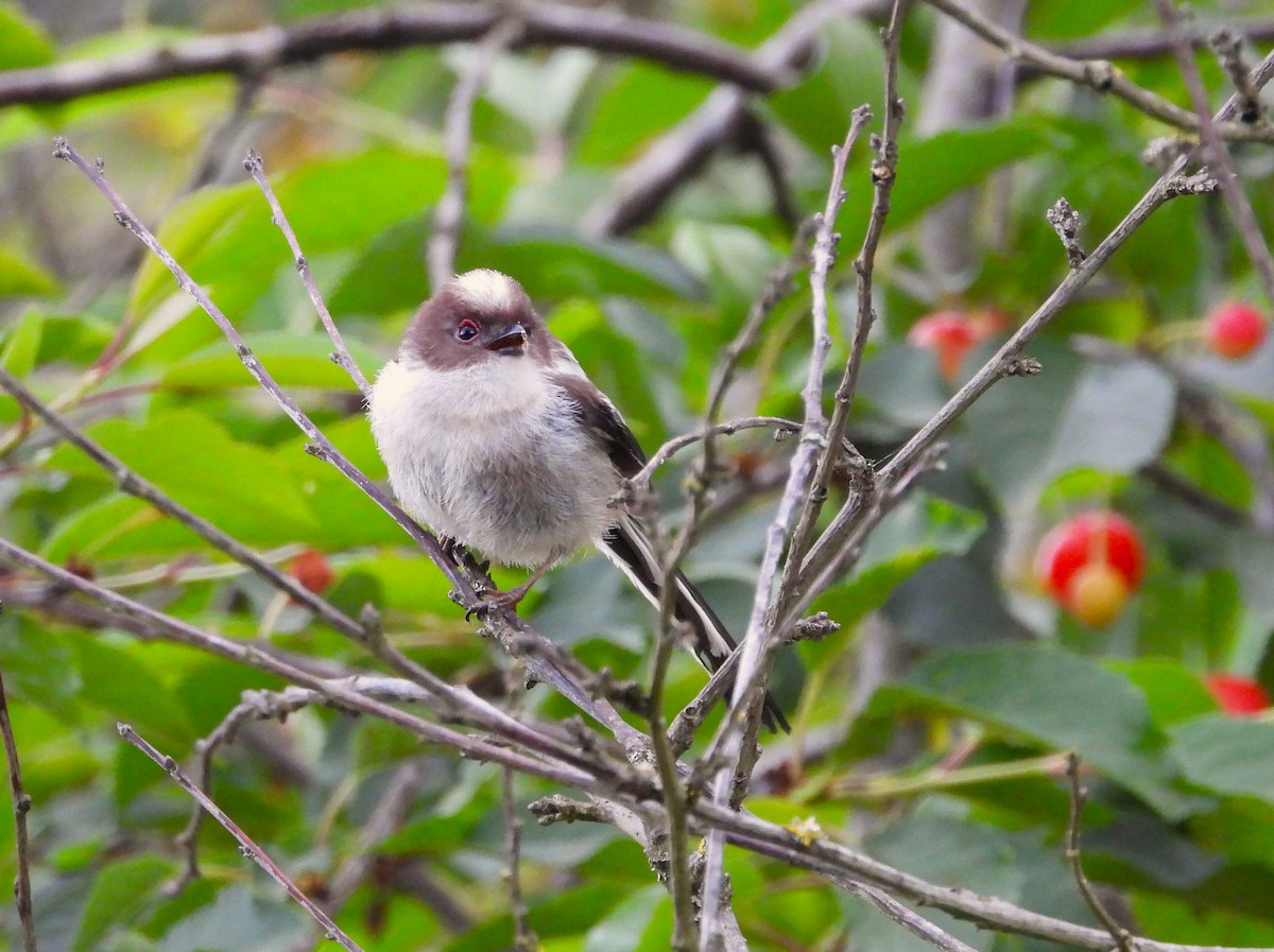 Long-tailed Tit - ML620912084