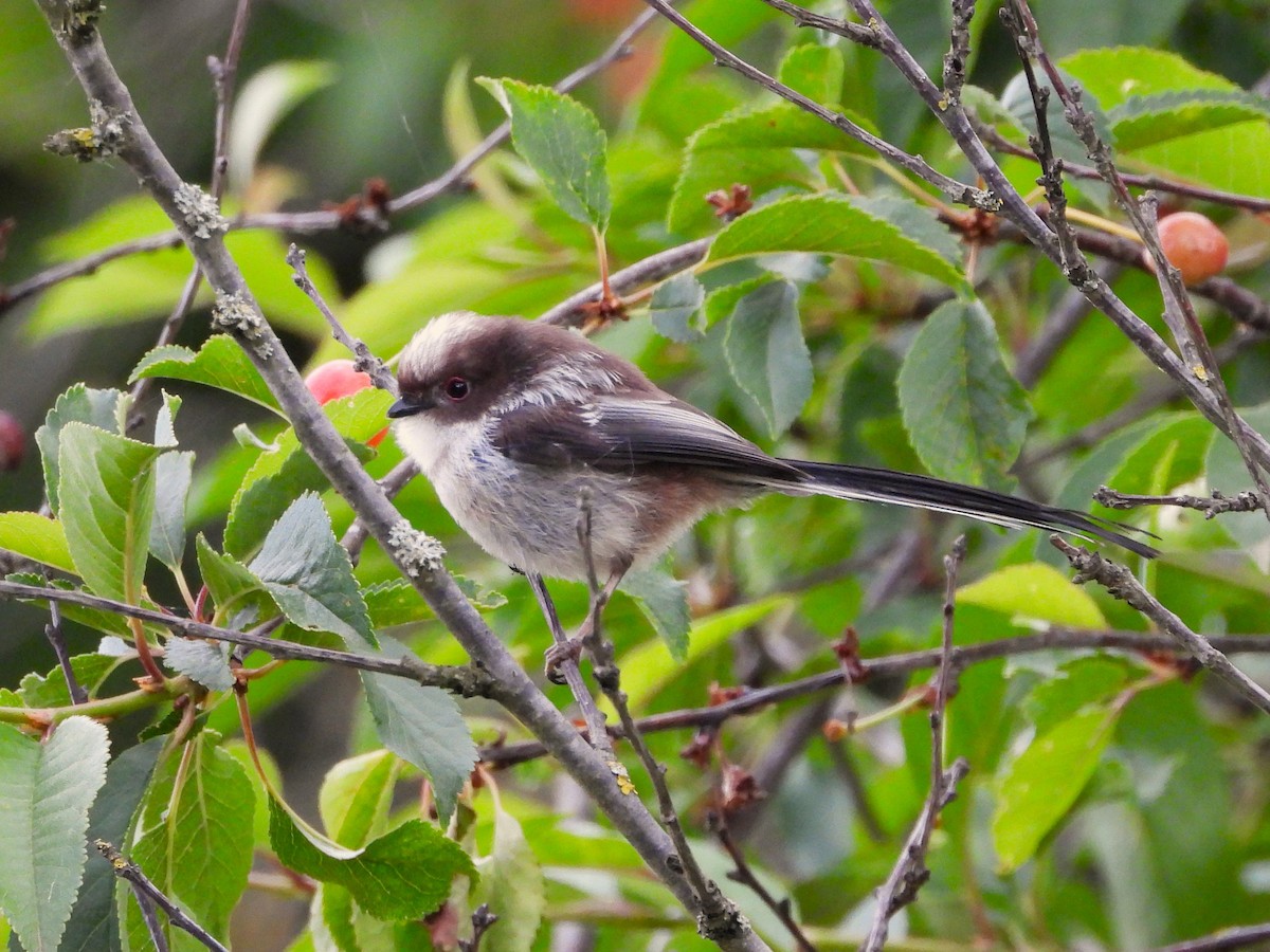 Long-tailed Tit - ML620912085