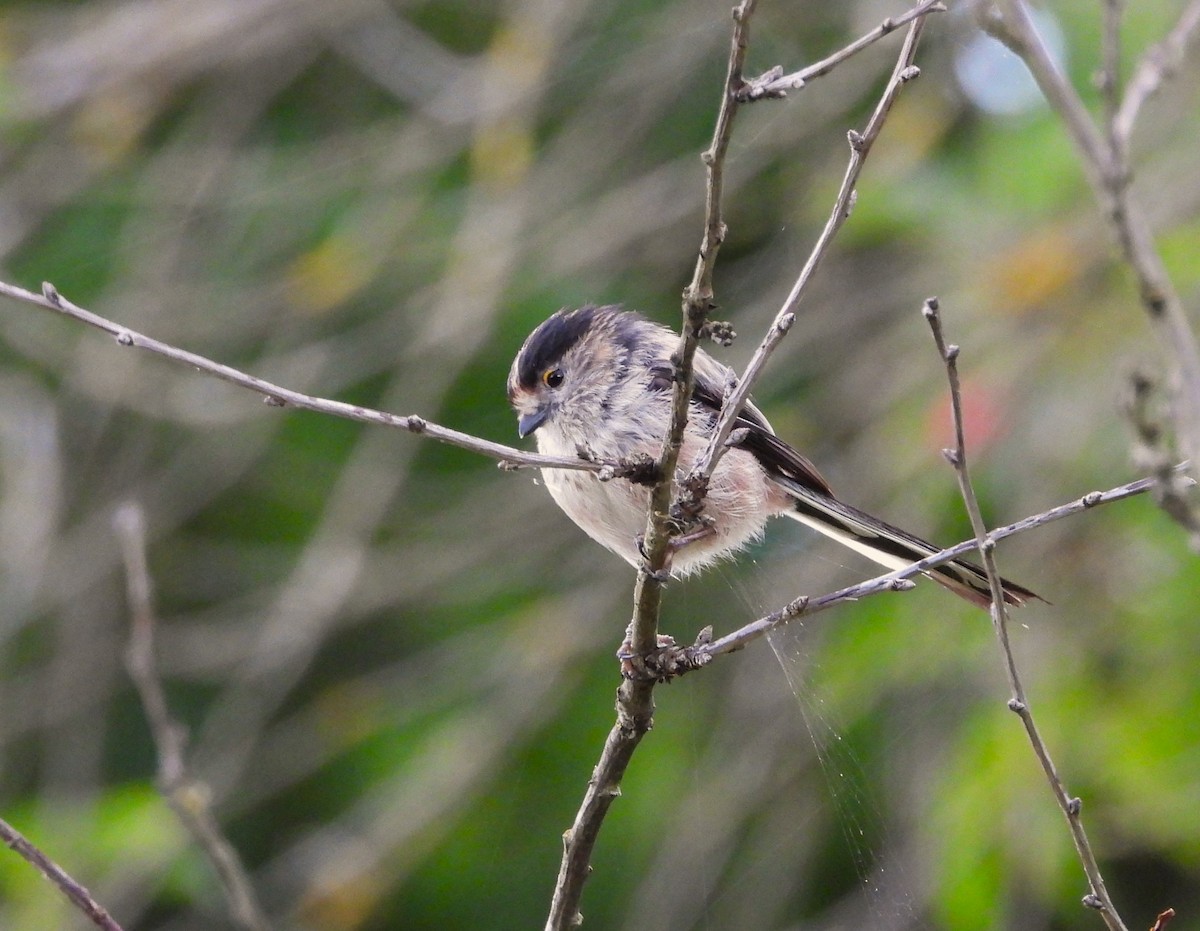 Long-tailed Tit - ML620912086