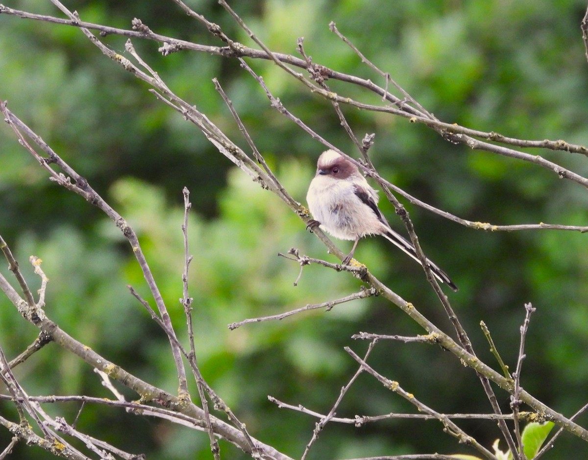 Long-tailed Tit - ML620912087