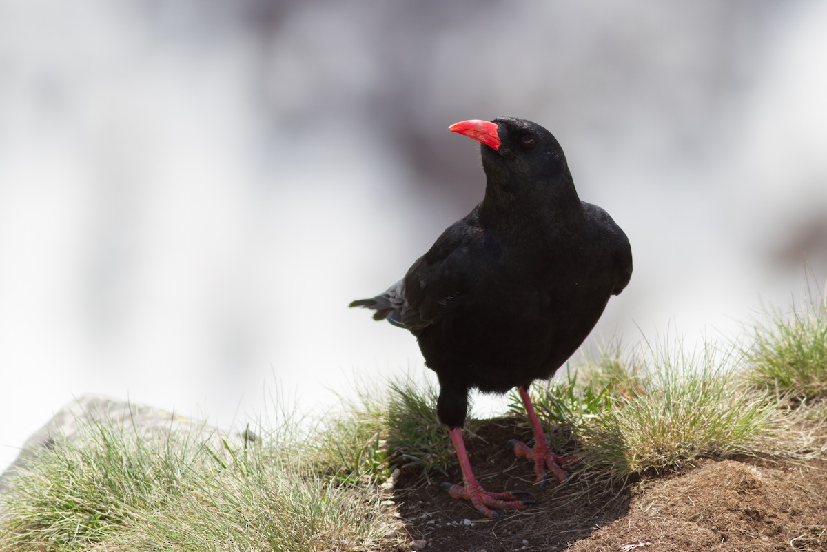 Red-billed Chough - ML620912091