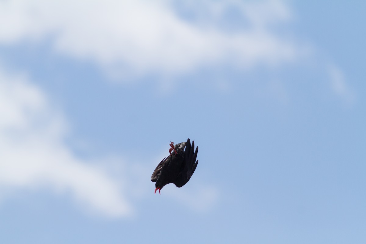 Red-billed Chough - ML620912092