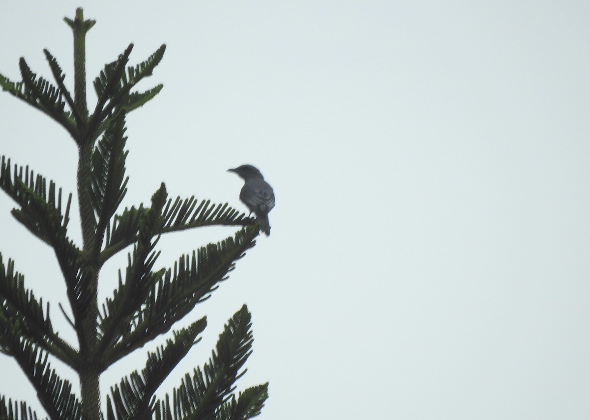 Large Cuckooshrike (Malayan) - ML620912094